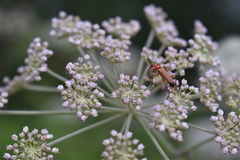 Red soldier beetle